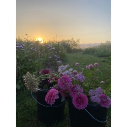 Plukmoment voor twee: bloemen, bubbels en apero bij ondergaande zon